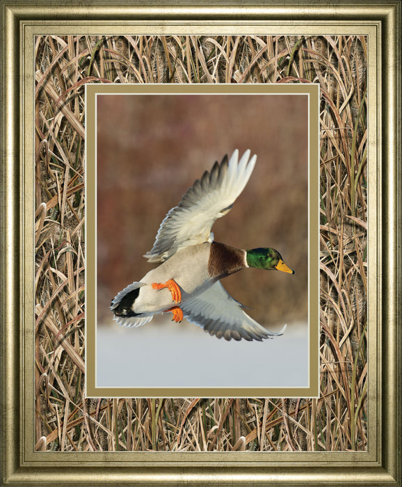 Flying Mallard By Steve Oehlenschlager Mossy Oak Native Living - Framed Print - Dark Brown