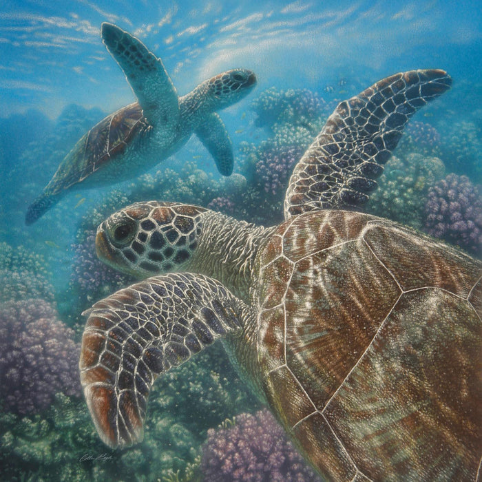 Framed - Sea Turtles By Collin Bogle - Blue