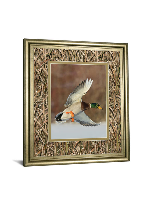 Flying Mallard By Steve Oehlenschlager Mossy Oak Native Living - Framed Print - Dark Brown