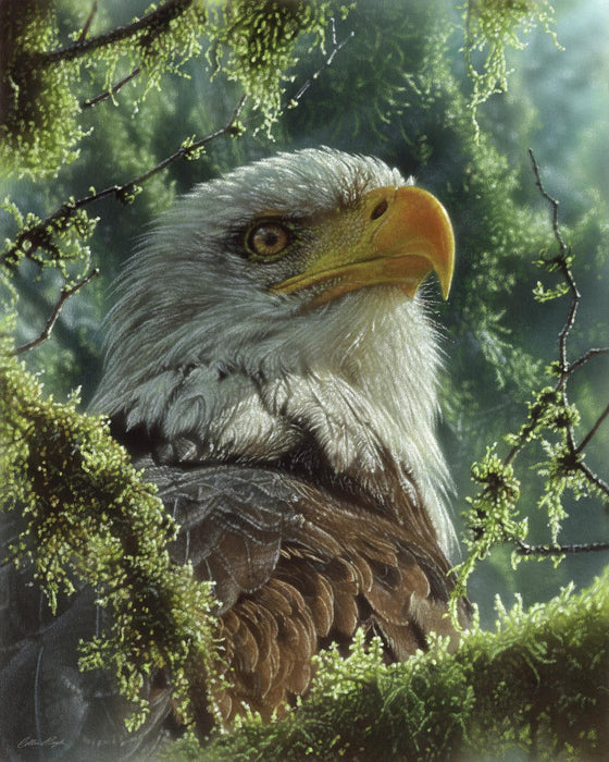 Framed Small - Bald Eagle By Collin Bogle - Green