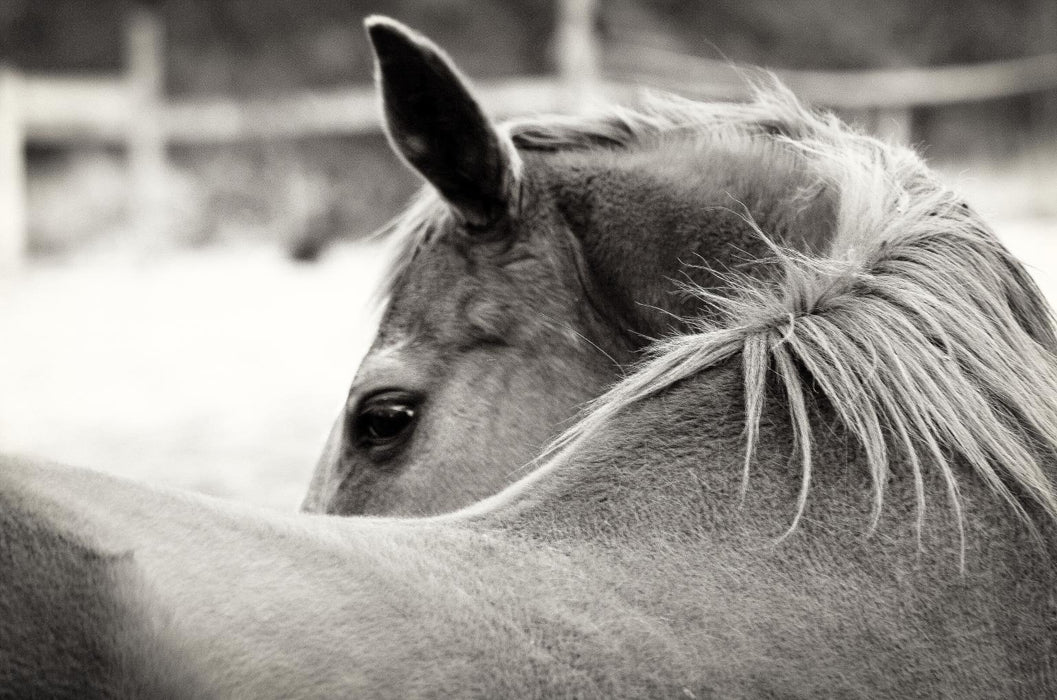 Over His Shoulder By Gail Peck - Dark Gray