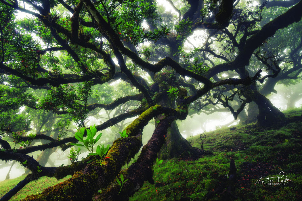 Tentacles By Martin Podt - Dark Brown