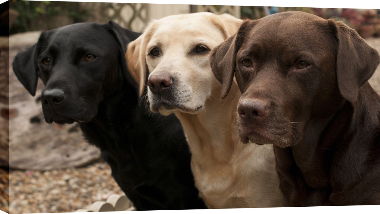 Mixed Media Canvas Dogs - Dark Brown