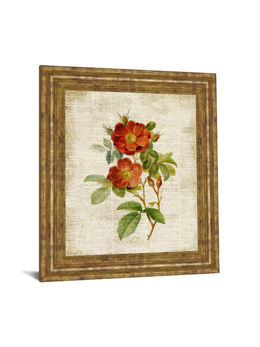 Roses On Newsprint Il By Lanie Loreth - Framed Print Wall Art - Beige