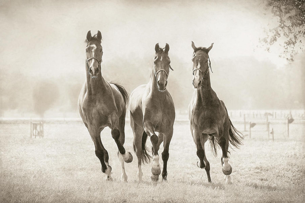 Framed Small - The Young Ones By Lars Van De Goor - Dark Gray